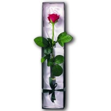 Single Rose